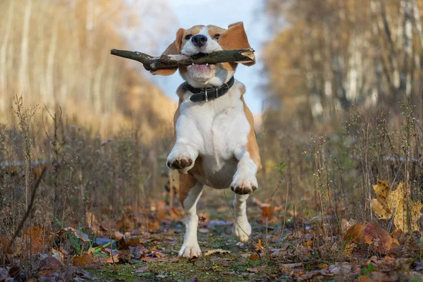 Sonbahar ormandaki bir sopayla oynayan beagle köpek — Stok fotoğraf