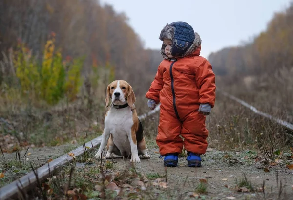Avrupa çocuk ve sonbahar ormandaki Beagle
