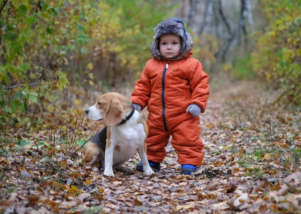 Avrupa çocuk ve sonbahar ormandaki Beagle