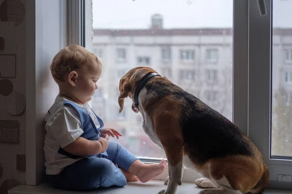 Avrupa çocuk ve Beagle pencereden dışarı arıyor