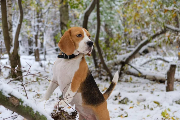 Beagle dog en automne forêt enneigée — Photo