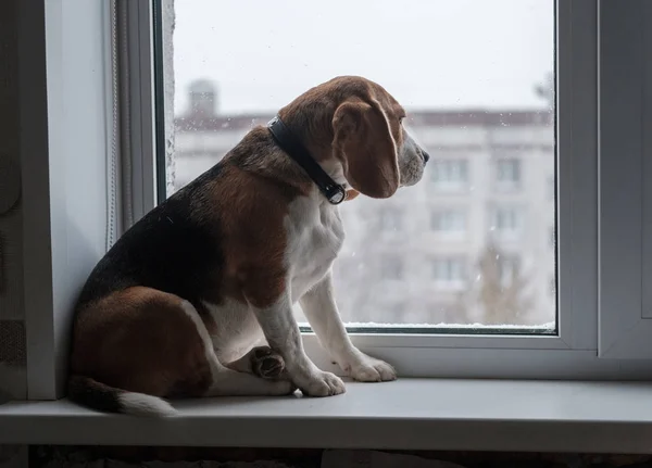 Pencere dışında kar bakarak beagle köpek