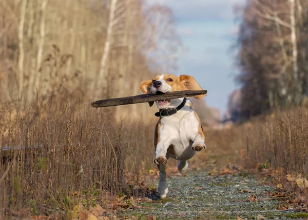 Anjing beagle bermain dengan tongkat di hutan musim gugur — Stok Foto