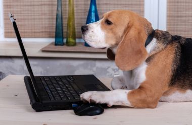 Beagle köpek dizüstü bilgisayar ile masada