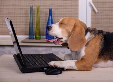 Beagle köpek dizüstü bilgisayar ile masada