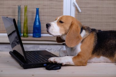 Beagle köpek dizüstü bilgisayar ile masada