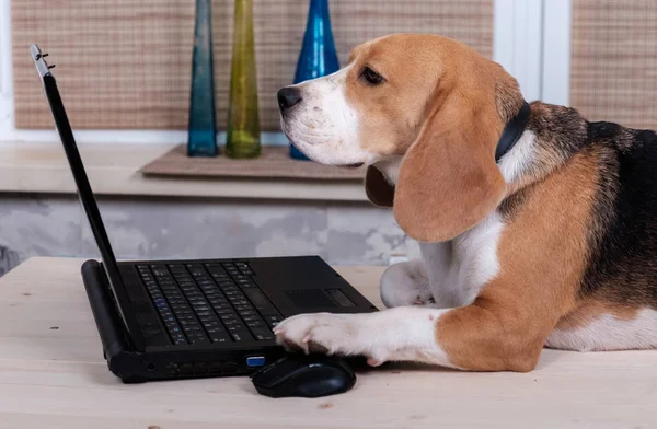 Бігль собака на столі з ноутбуком — стокове фото