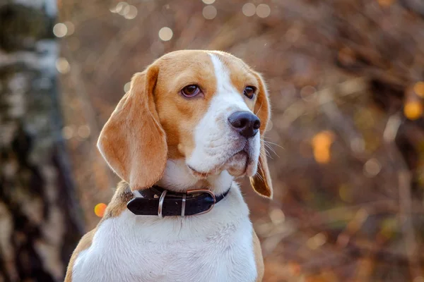 Portrait de chien Beagle dans la forêt d'automne — Photo