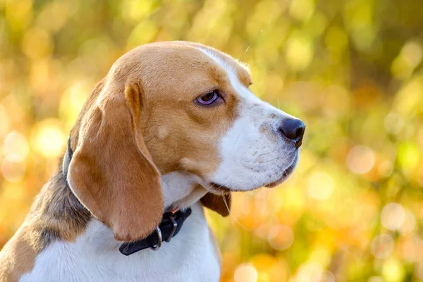 Portrait de chien Beagle dans la forêt d'automne — Photo
