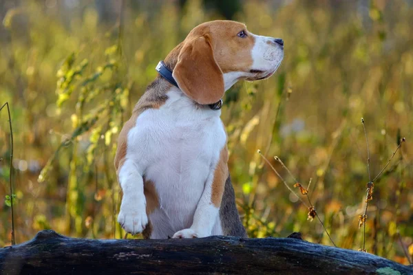 Portrait de chien Beagle dans la forêt d'automne — Photo