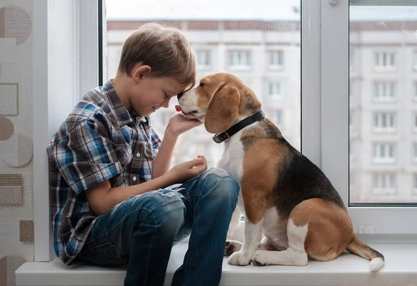 European boy and Beagle dog on the windowsill — Stock Photo, Image