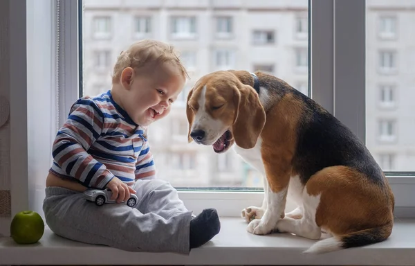 çocuk ve Beagle köpek pencere pervazına beraber otururlar