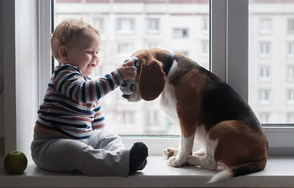 çocuk ve Beagle köpek pencere pervazına beraber otururlar