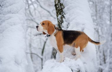 Beagle köpek kış karlı ormanda yürüyüş