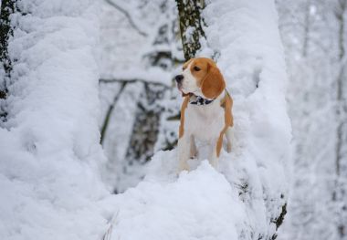 Beagle köpek kış karlı ormanda yürüyüş