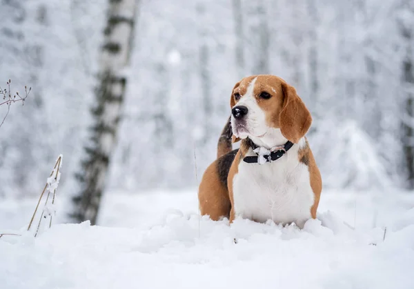 Cão beagle caminhando na floresta nevada de inverno — Fotografia de Stock