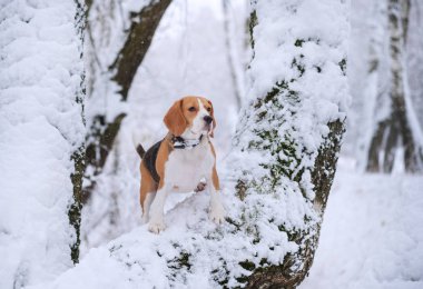 Beagle köpek kış karlı ormanda yürüyüş