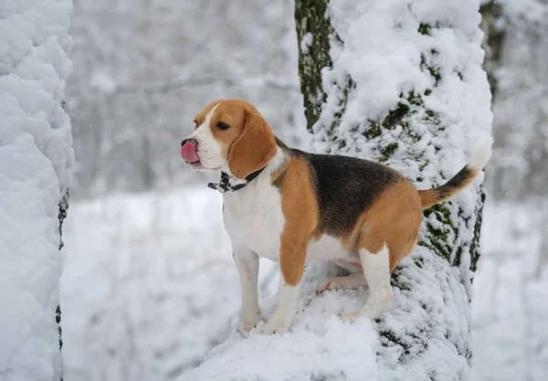 Cão beagle caminhando na floresta nevada de inverno — Fotografia de Stock