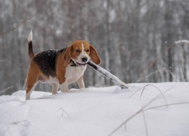 Beagle köpek kış karlı ormanda yürüyüş