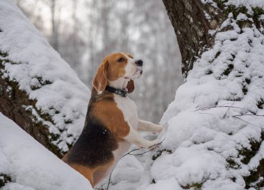 Beagle köpek kış karlı ormanda yürüyüş