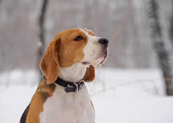 Beagle chien marche dans la forêt enneigée d'hiver — Photo