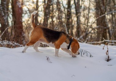 Beagle köpek kış ormanda yürüyüş güneşli gün