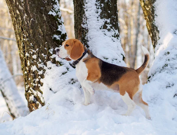 Cão beagle caminhando na floresta de inverno no dia ensolarado — Fotografia de Stock