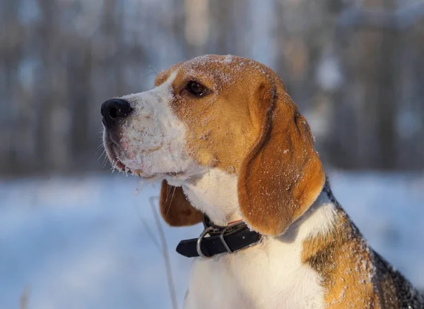 Cão beagle caminhando na floresta de inverno no dia ensolarado — Fotografia de Stock
