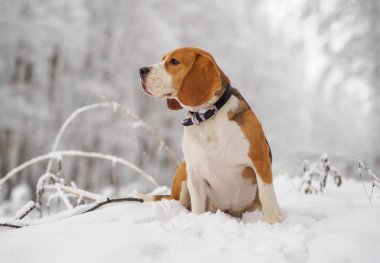 Beagle köpek kış karlı ormanda yürüyüş