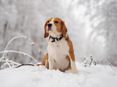 Beagle köpek kış karlı ormanda yürüyüş