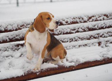 Beagle köpek parkta karlı bir bankta
