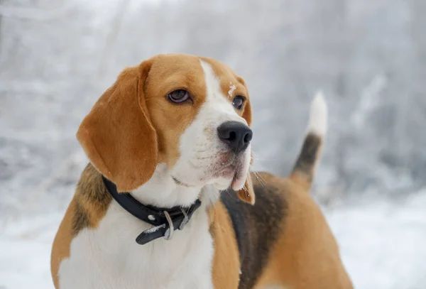 Cão beagle caminhando na floresta nevada de inverno — Fotografia de Stock