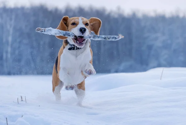 Beagle perro corriendo y jugando con un palo en la nieve — Foto de Stock