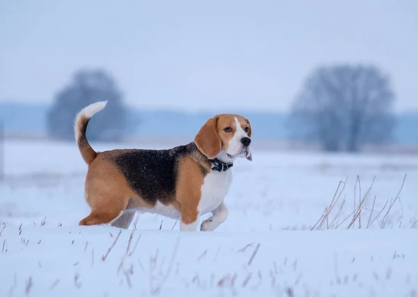 Beagle Hund auf einem Spaziergang im winterlich verschneiten Feld — Stockfoto