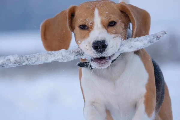 Beagle-Hund läuft herum und spielt mit Stock im Schnee — Stockfoto