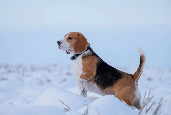 Cão beagle em um passeio no campo nevado de inverno — Fotografia de Stock