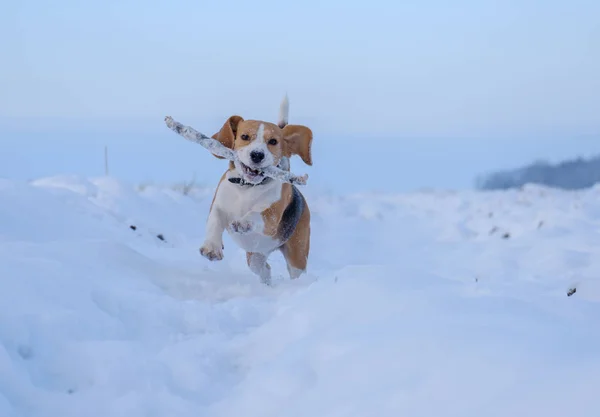Beagle-Hund läuft herum und spielt mit Stock im Schnee — Stockfoto