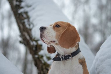 Beagle köpek kış karlı ormanda yürüyüş