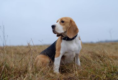 bir yürüyüş alanında Beagle portresi