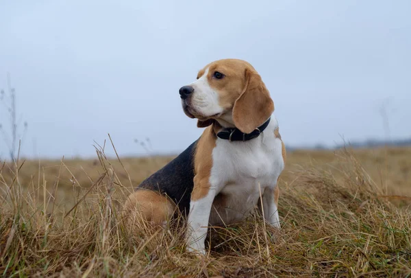 bir yürüyüş alanında Beagle portresi