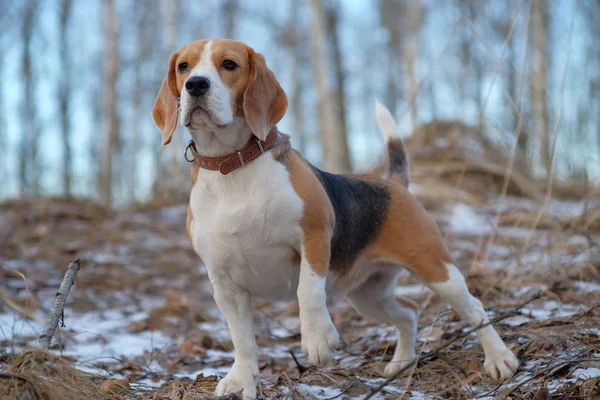 Chien aigle marchant dans la forêt d'hiver — Photo