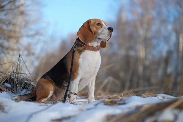 Cão beagle caminhando na floresta de inverno — Fotografia de Stock