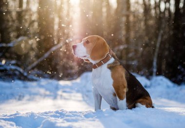 Bir kış günü karlı ormanda bir yürüyüşe Beagle