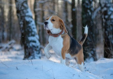 Bir kış günü karlı ormanda bir yürüyüşe Beagle
