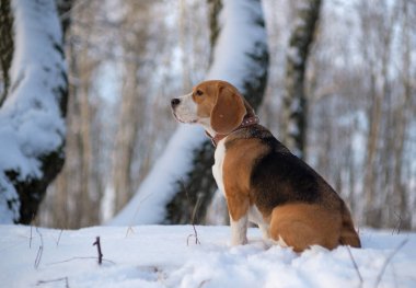 Bir kış günü karlı ormanda bir yürüyüşe Beagle