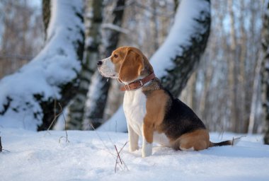 Bir kış günü karlı ormanda bir yürüyüşe Beagle