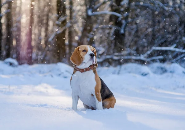 Bir kış günü karlı ormanda bir yürüyüşe Beagle