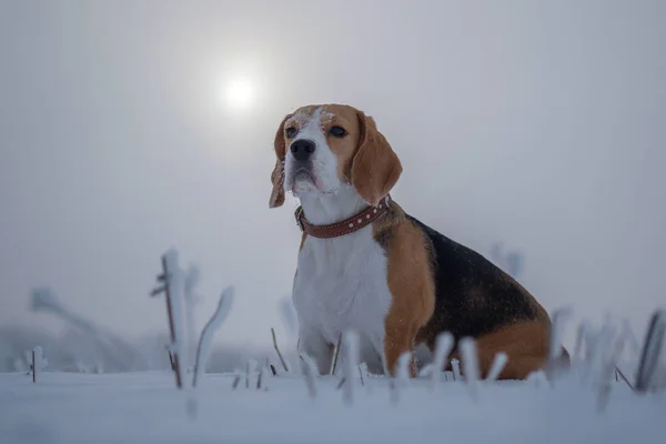 Beagle em um passeio nas florestas nevadas em um dia de inverno — Fotografia de Stock