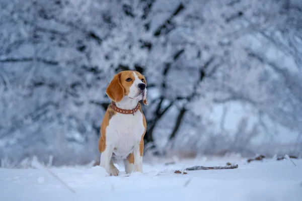 Beagle na spacer po pokrytych śniegiem lasach, na zimowe wieczory — Zdjęcie stockowe
