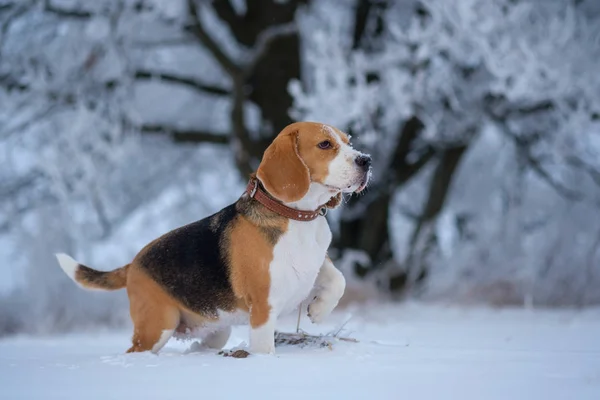 Beagle lors d'une promenade dans les bois enneigés un jour d'hiver — Photo